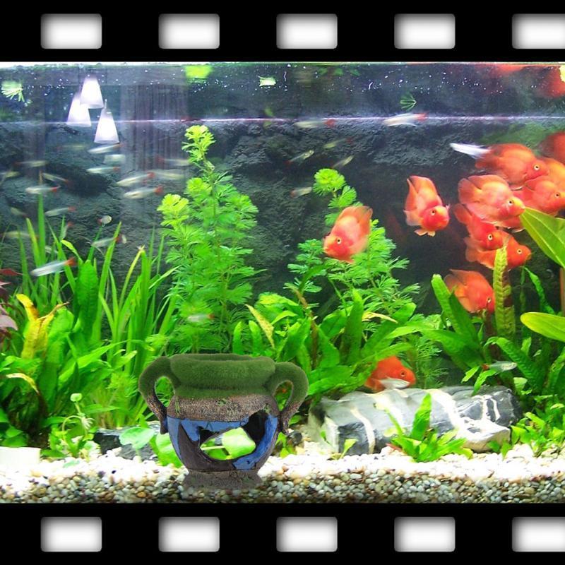1 adet Reçine Vazo Yosun Akvar - Marine Aquarium All In One incelemesi ve fiyatı