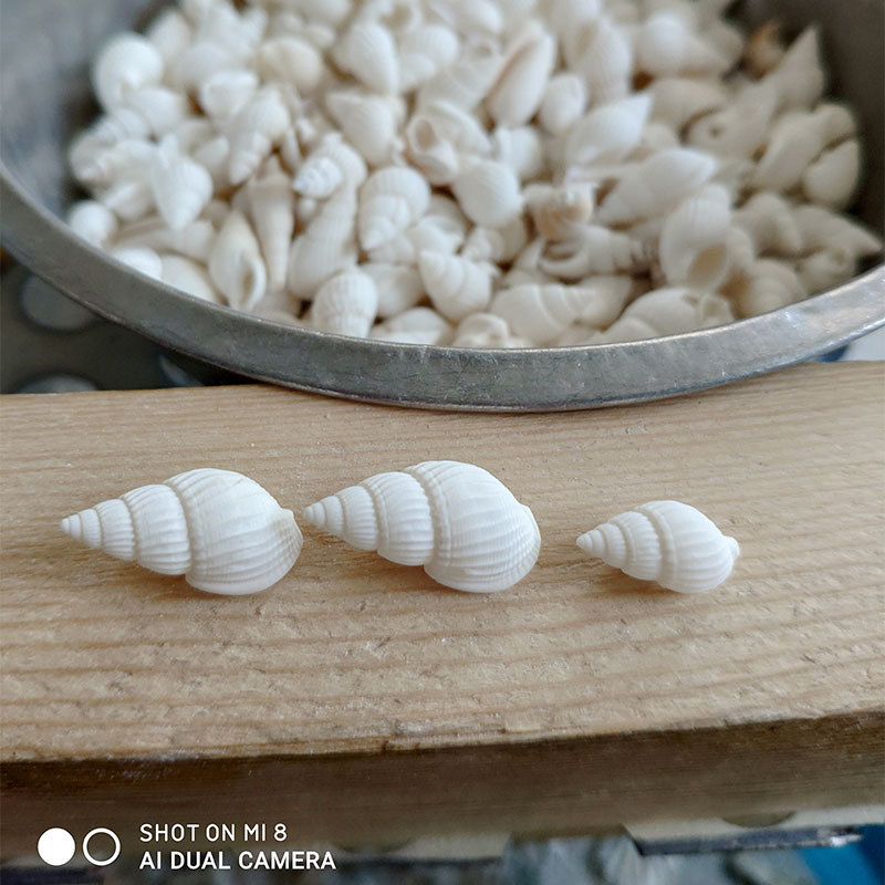 Doğal Zeuxis ve Nassarius Kabu - Marine Aquarium Home incelemesi ve fiyatı