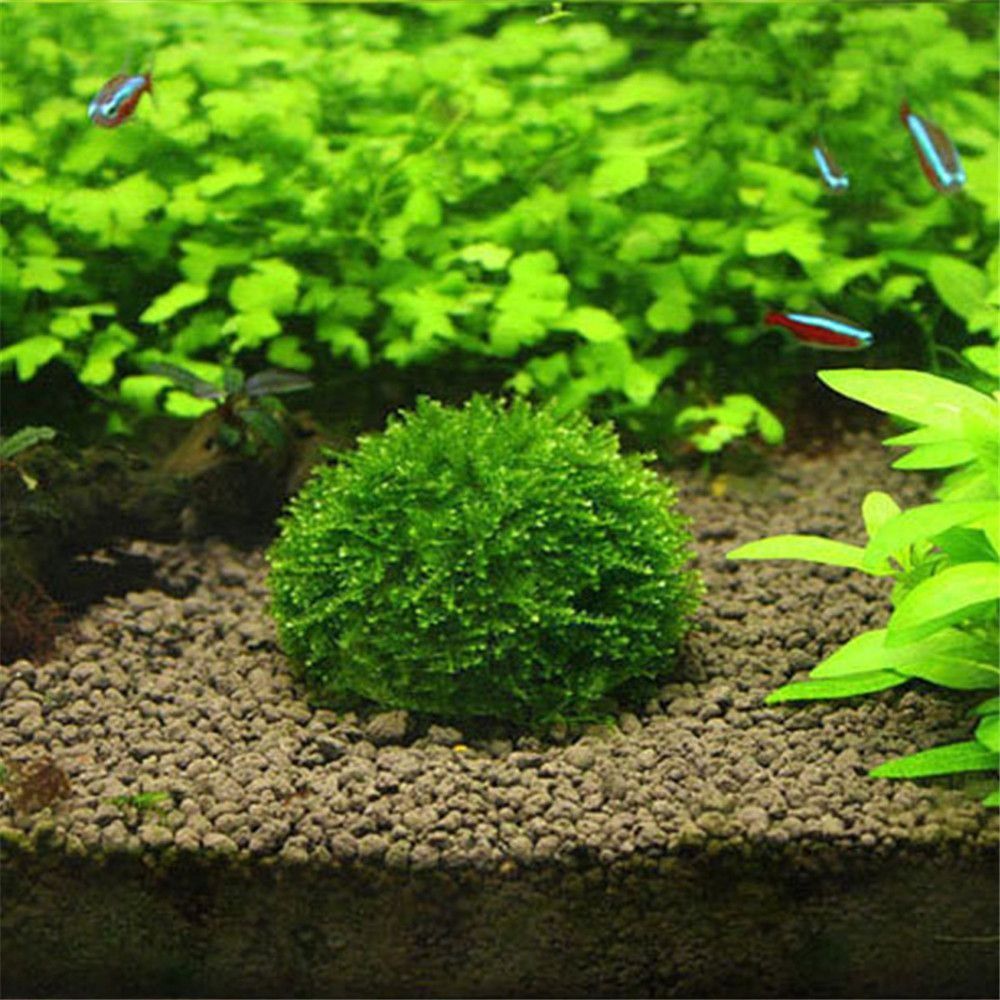 Yeni Plastik Süspansiyonlu Yos - Marine Aquarium All In One incelemesi ve fiyatı