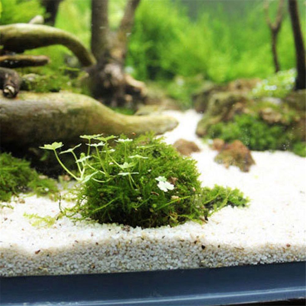Yeni Plastik Süspansiyonlu Yos - Marine Aquarium All In One incelemesi ve fiyatı